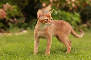 Obraz premium Abyssinian kitten in green grass