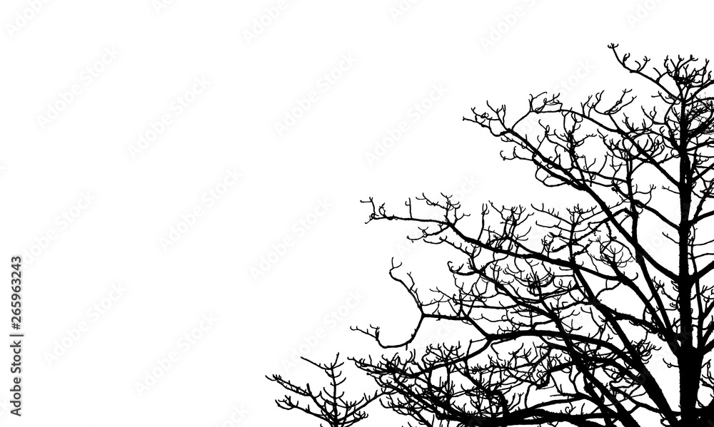 Wall mural dead tree and branch isolated on white background. black branches of tree backdrop. nature texture b