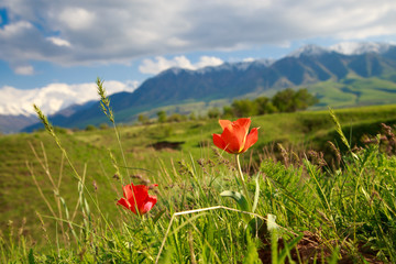 Beautiful spring and summer landscape. Lush green hills, high mountains. Spring blooming herbs. Mountain wild tulips. Blue sky and white clouds. Kyrgyzstan Background for tourism.
