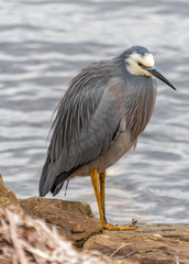 White-faced Heron