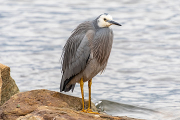 White-faced Heron
