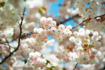 Sakura, cherry blossom, cherry tree with flowers. Oriental cherry blooming. Branch of sakura with white and rose flowers, beauty in nature, beautiful spring nature background