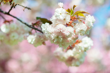 Sakura, cherry blossom, cherry tree with flowers. Oriental cherry blooming. Branch of sakura with white and rose flowers, beauty in nature, beautiful spring nature background