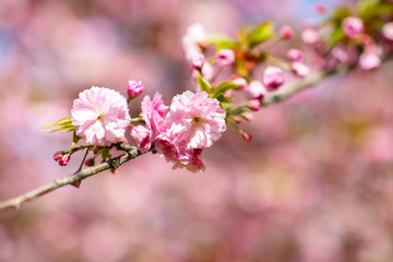Naklejka na ściany i meble Sakura, cherry blossom, cherry tree with flowers. Oriental cherry blooming. Branch of sakura with white and rose flowers, beauty in nature, beautiful spring nature background