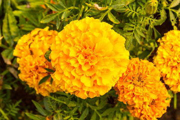 Yellow marigold flowers in the natural garden