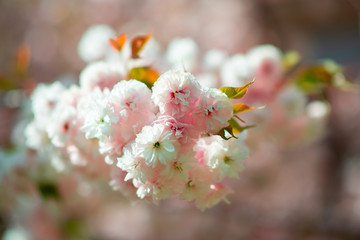 Sakura, cherry blossom, cherry tree with flowers. Oriental cherry blooming. Branch of sakura with white and rose flowers, beauty in nature, beautiful spring nature background