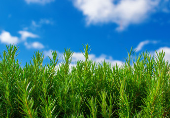 Green rosemary plant background, green plant and blue sky closeup