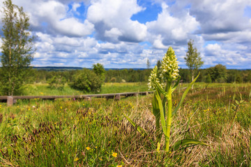 Early marsh orchid flower on a meadow