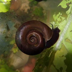 Posthornschnecke