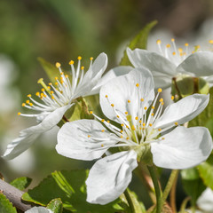 Cherry tree spring blossom with nice elements