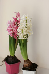 Pink and white hyacinths in pots. Mock up with flowers