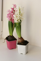 Pink and white hyacinths in pots. Mock up with flowers