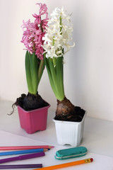Pink and white hyacinths in pots.