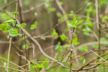 A daphne flowers blooming in the forest