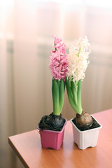 Pink and white hyacinths in pots. Mock up with flowers