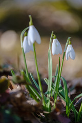large field of snowdrops flowers in spring green meadow in forest