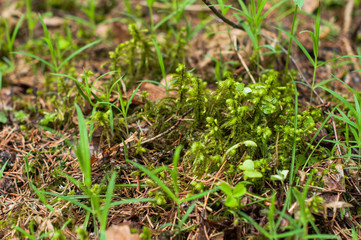 A moss in the forest in the spring sunny day