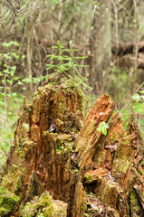 A couple small fur trees on the rotten stump in the forest