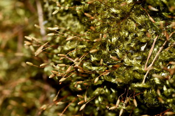 new moss shoots