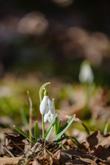 large field of snowdrops flowers in spring green meadow in forest