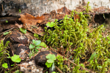 Naklejka na ściany i meble A moss in the forest in the spring sunny day