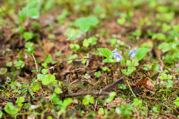 A violet flowers in the forest