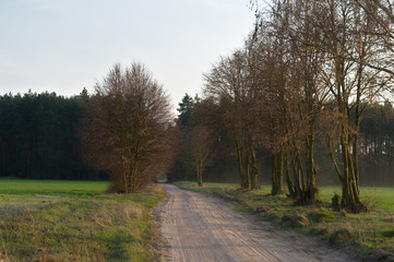 Field road with trees, with forest in the background, Poznań, Poland