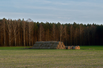 Round hay bales on a field by the forest, Poznań, Poland