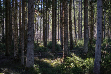 Fototapeta premium ciemny las z pniami drzew rzucającymi cienie na ziemię