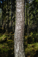 Fototapeta premium dark forest with tree trunks casting shadows on the ground