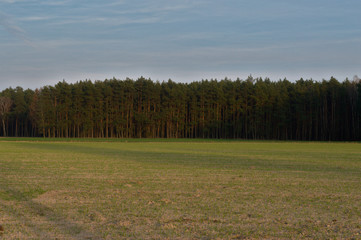 Pine forest on a border of a grass field Poznań, Poland