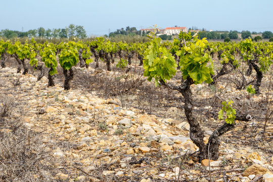 Agricultura vin&iacute;cola