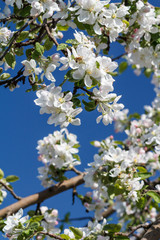 Branches of blooming apple tree in a spring orchard.