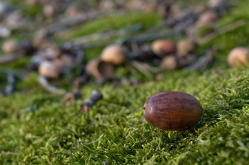 Oak acorns on moss, macro