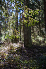 Fototapeta premium dark forest with tree trunks casting shadows on the ground