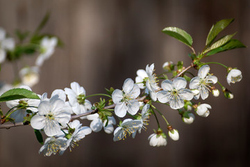 Blooming cherry flowers in spring with green leaves, natural floral seasonal background.