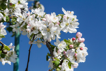 Branches of blooming apple tree in a spring orchard.