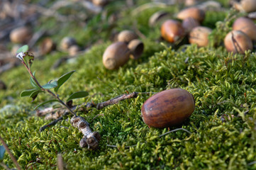 Oak acorns on moss, macro