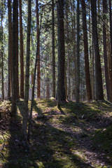 Fototapeta na wymiar dark forest with tree trunks casting shadows on the ground
