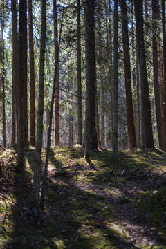 dark forest with tree trunks casting shadows on the ground © Martins Vanags