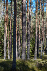 dark forest with tree trunks casting shadows on the ground