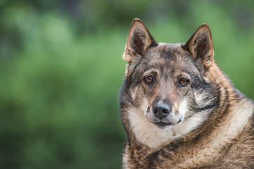 west siberian laïka dog portrait