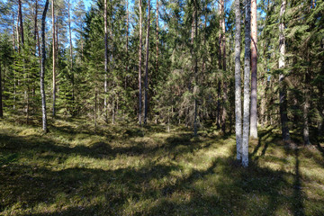 dark forest with tree trunks casting shadows on the ground