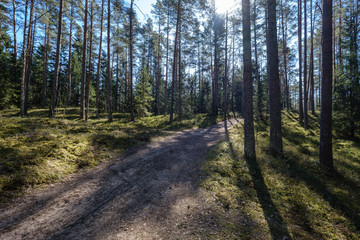 Fototapeta na wymiar dark forest with tree trunks casting shadows on the ground