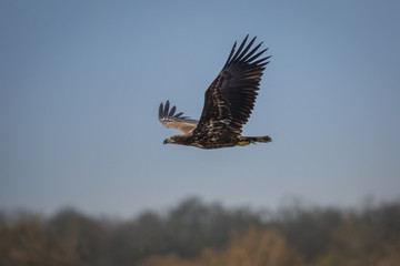 Seeadler jung im Flug