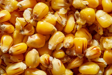 Corn grains for feed. Animal feed