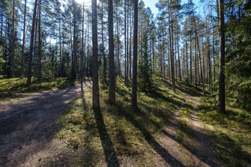 dark forest with tree trunks casting shadows on the ground