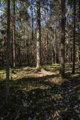 Obraz premium dark forest with tree trunks casting shadows on the ground