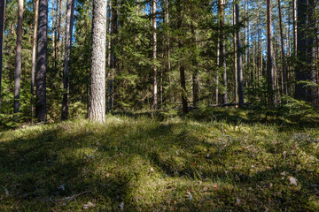 Obraz premium dark forest with tree trunks casting shadows on the ground