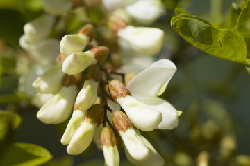 Fototapeta na wymiar Acacia Blossom. White acacia blossom and leaves